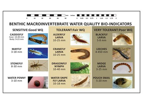 macroinvertebrates are water quality indicators